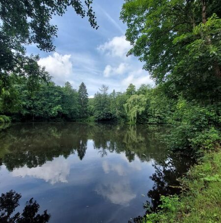 Blick auf einen sommerlichen Teich