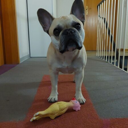 Hund mit Spielzeug schaut