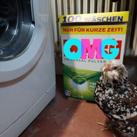 Huhn steht vor Waschmaschine