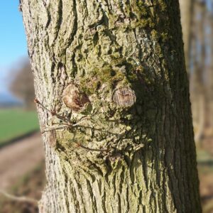Baum
