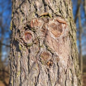 Baum