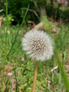 Pusteblume