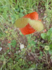 Blumenfoto