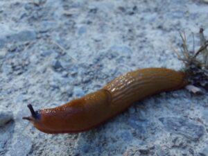 Foto von einer Schnecke