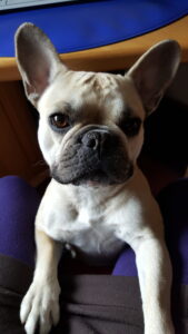Französische Bulldogge Foto