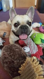 Hund mit Spielzeug