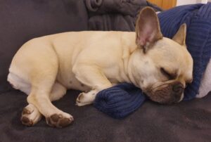 schlafender Hund