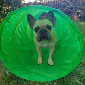 Hund im Spieltunnel