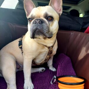 Hund im Auto