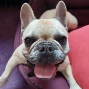 Französische Bulldogge Foto