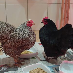 Hühner im Bad 