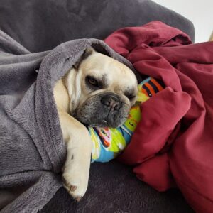 Hund döst