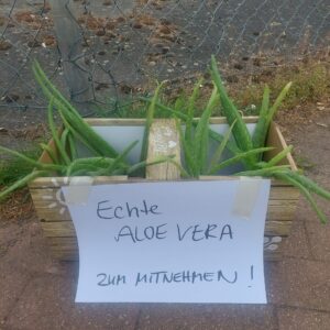 Aloe Vera zu verschenken