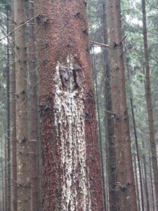 Harz auf Baumstamm