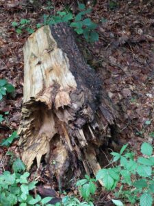Baumstumpf