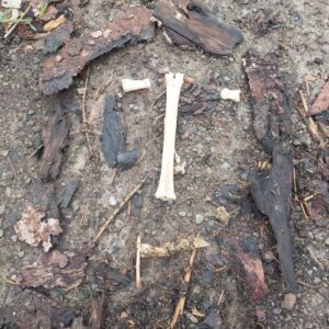 Rinden- und Knochenbild