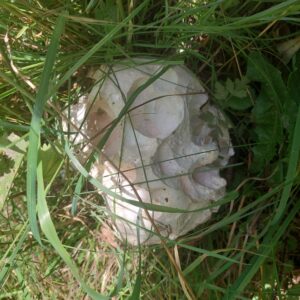 44x angefressener Bovist