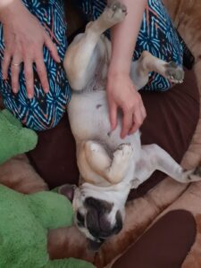 Hund wird gekrault