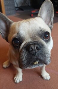 Französische Bulldogge
