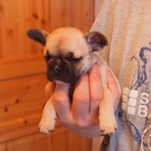 Baby-Bulldogge