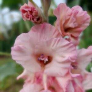 rosa Gladiole