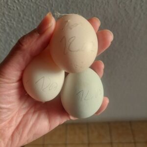 Hand mit drei Eiern