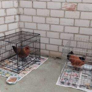 2 Käfige mit Hühnern