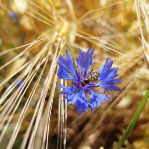 Kornblume