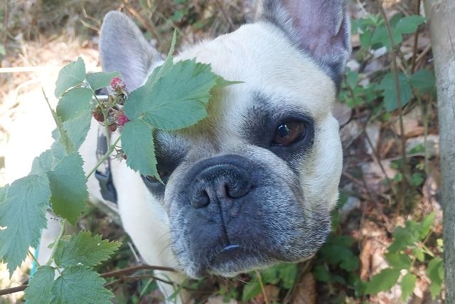 Hund im Gebüsch