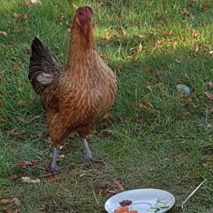 Huhn auf Wiese