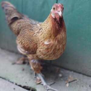 Huhn
