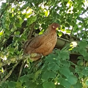 Huhn im Baum