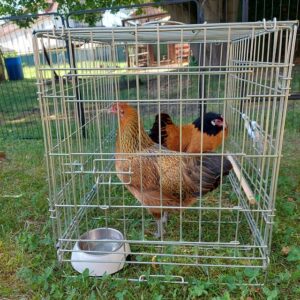 Hühner im Käfig
