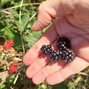 Hand mit Brombeeren