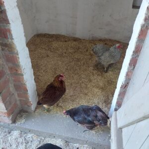 Hühner im Stall