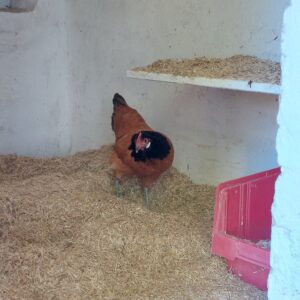 Huhn im Stahl