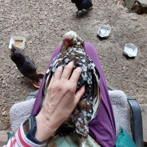 Huhn wird gegrault