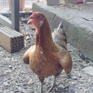 Huhn