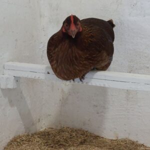 Huhn auf Stange