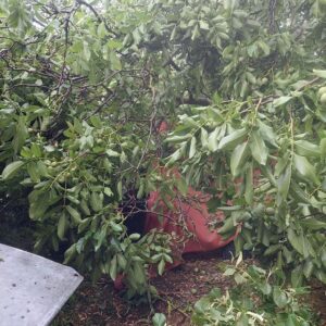 Sonnensegel unter Baum