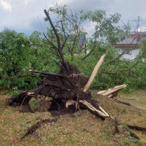 umgestürzter Baum