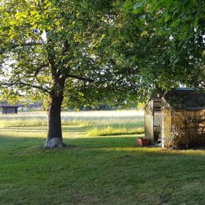 Walnussbaum neben Gewächshaus