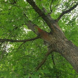 Baum Foto
