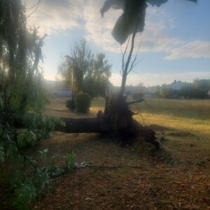 umgestürzter Baum