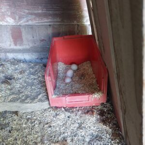 Nest mit Eiern