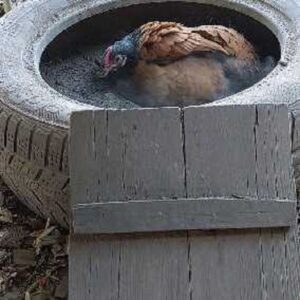 Huhn im Staubbad