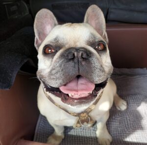 Französische Bulldogge Foto