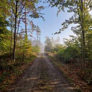 Waldweg im Nebel