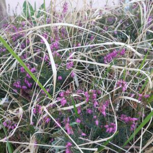 #12von12-04-25-Kranz-Pflanzen