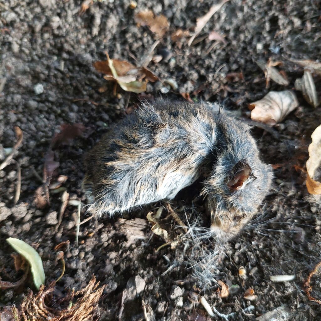 Eine tote Maus liegt eingerollt auf nackter Erde, umgeben von trockenen Blättern. Ihr braungrau getigertes Fell ist noch intakt, die Schnurrhaare sichtbar, das Ohr leicht angeknickt. Die Szene wirkt ruhig und unaufgeregt, aber deutlich tot.